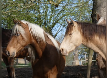 Rocky Mountain horse, Hongre, 4 Ans, 150 cm, Bai cerise