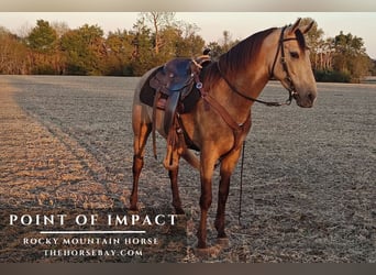 Rocky Mountain horse, Hongre, 4 Ans, 150 cm, Buckskin