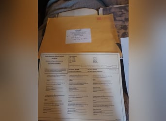 Rocky Mountain horse, Hongre, 4 Ans, 152 cm, Bai