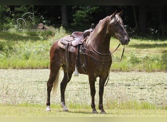 Rocky Mountain horse, Hongre, 5 Ans, 142 cm, Bai