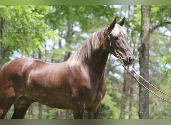 Rocky Mountain horse, Hongre, 5 Ans, 142 cm, Bai