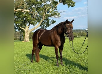 Rocky Mountain horse, Hongre, 5 Ans, 142 cm, Bai