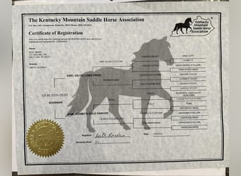 Rocky Mountain horse, Hongre, 5 Ans, 152 cm, Alezan cuivré