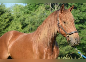 Rocky Mountain horse, Hongre, 5 Ans, 152 cm, Alezan cuivré