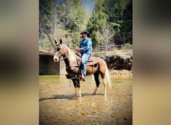 Rocky Mountain horse, Hongre, 5 Ans, 152 cm, Bai