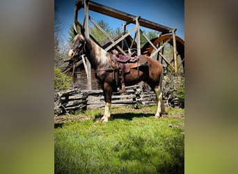 Rocky Mountain horse, Hongre, 5 Ans, 152 cm, Bai