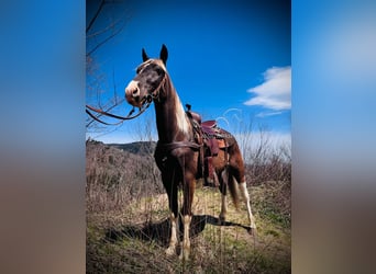 Rocky Mountain horse, Hongre, 5 Ans, 152 cm, Bai
