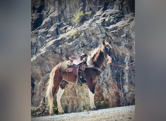 Rocky Mountain horse, Hongre, 5 Ans, 152 cm, Bai