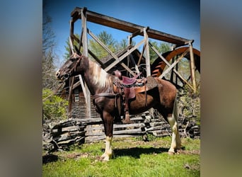 Rocky Mountain horse, Hongre, 5 Ans, 152 cm, Bai