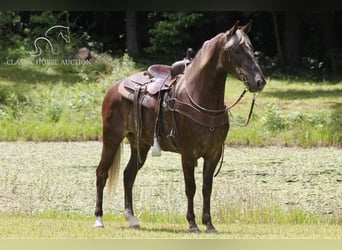 Rocky Mountain horse, Hongre, 6 Ans, 142 cm, Bai