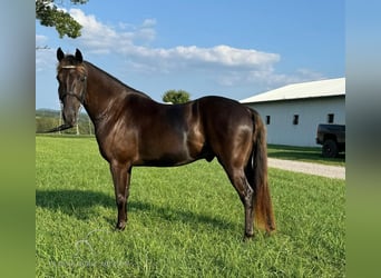 Rocky Mountain horse, Hongre, 6 Ans, 142 cm, Bai