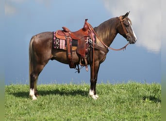Rocky Mountain horse, Hongre, 6 Ans, 142 cm, Bai clair