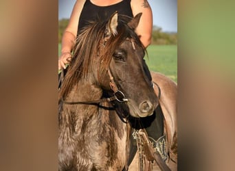 Rocky Mountain horse Croisé, Hongre, 6 Ans, 147 cm, Grullo