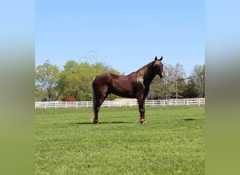 Rocky Mountain horse, Hongre, 7 Ans, 142 cm, Bai