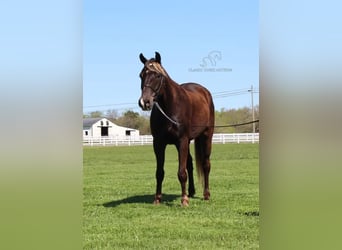 Rocky Mountain horse, Hongre, 7 Ans, 142 cm, Bai