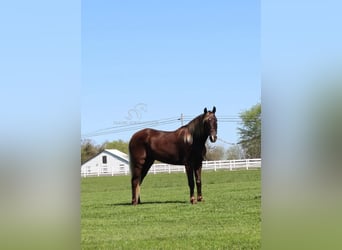 Rocky Mountain horse, Hongre, 7 Ans, 142 cm, Bai