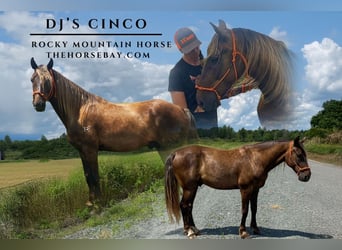 Rocky Mountain horse, Hongre, 7 Ans, 155 cm, Bai