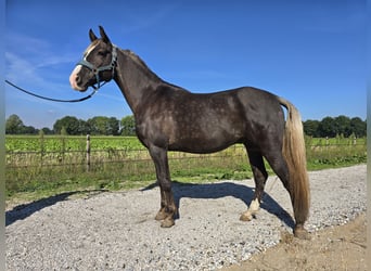 Rocky Mountain horse, Hongre, 7 Ans, 158 cm