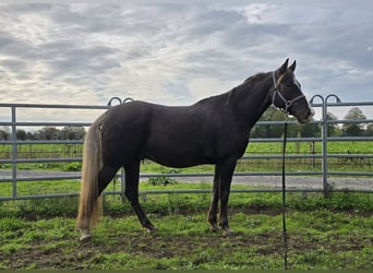 Rocky Mountain horse, Hongre, 7 Ans, 158 cm