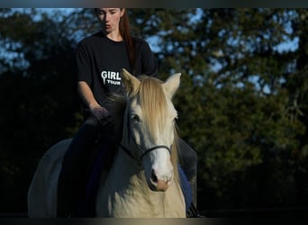 Rocky Mountain horse, Hongre, 8 Ans, 147 cm, Cremello