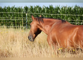 Rocky Mountain horse, Hongre, 9 Ans, 153 cm, Bai