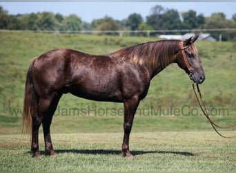 Rocky Mountain horse, Hongre, 9 Ans, Champagne