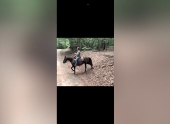Rocky Mountain horse, Jument, 13 Ans, 142 cm, Noir