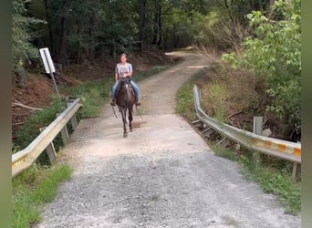 Rocky Mountain horse, Jument, 13 Ans, 142 cm, Noir