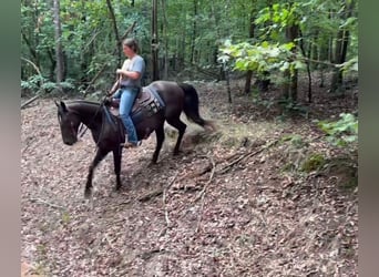 Rocky Mountain horse, Jument, 13 Ans, 142 cm, Noir
