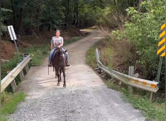 Rocky Mountain horse, Jument, 14 Ans, 142 cm, Noir