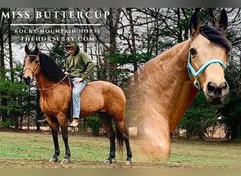 Rocky Mountain horse, Jument, 14 Ans, 150 cm, Buckskin