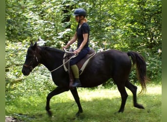 Rocky Mountain horse, Jument, 15 Ans, 154 cm