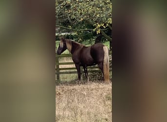 Rocky Mountain horse, Jument, 19 Ans, 152 cm, Bai