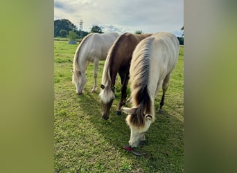 Rocky Mountain horse, Jument, 1 Année, 153 cm, Cremello