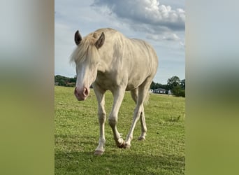 Rocky Mountain horse, Jument, 1 Année, 153 cm, Cremello