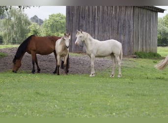 Rocky Mountain horse, Jument, 1 Année, Cremello