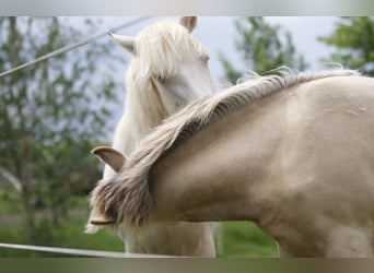 Rocky Mountain horse, Jument, 1 Année, Cremello