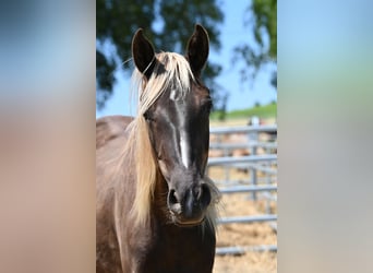 Rocky Mountain horse, Jument, 2 Ans, 140 cm, Noir