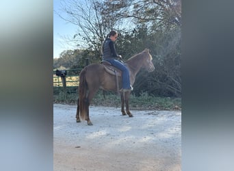 Rocky Mountain horse, Jument, 2 Ans, 142 cm, Bai