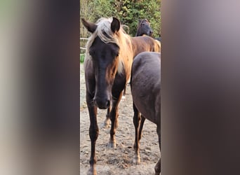 Rocky Mountain horse, Jument, 2 Ans, 148 cm