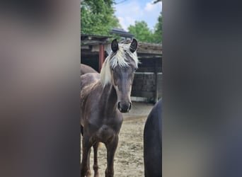 Rocky Mountain horse, Jument, 2 Ans, 148 cm