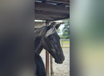 Rocky Mountain horse, Jument, 2 Ans, 148 cm