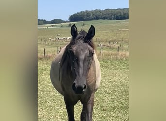 Rocky Mountain horse Croisé, Jument, 2 Ans, 155 cm, Grullo