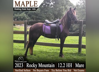 Rocky Mountain horse Croisé, Jument, 3 Ans, 127 cm, Bai