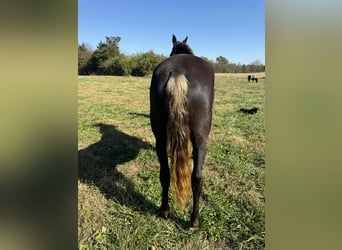 Rocky Mountain horse, Jument, 4 Ans, 152 cm, Bai