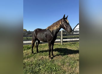 Rocky Mountain horse, Jument, 5 Ans, 152 cm, Bai