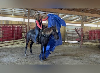 Rocky Mountain horse, Jument, 5 Ans, 152 cm, Bai