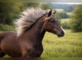 Rocky Mountain horse, Jument, 6 Ans, 150 cm, Bai