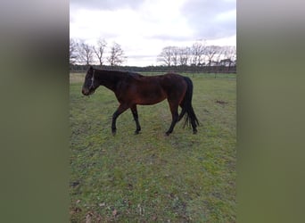 Rocky Mountain horse, Jument, 6 Ans, 152 cm, Bai