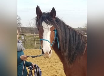 Rocky Mountain horse, Jument, 6 Ans, 153 cm, Sabino